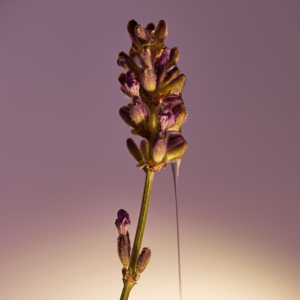 Молочко для тела Lavender 