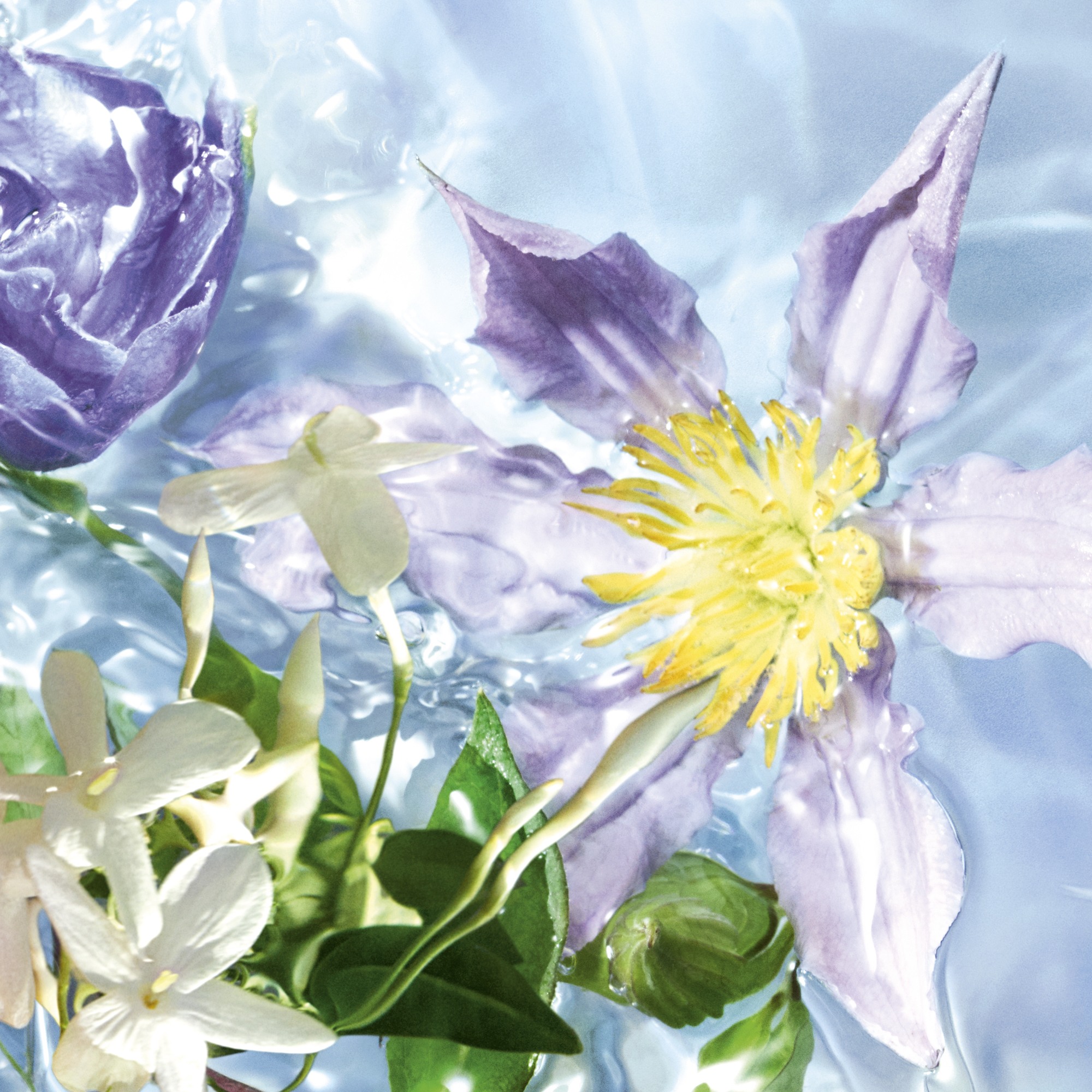 Aqua Allegoria Flora Salvaggia Туалетная вода  купить в VISAGEHALL