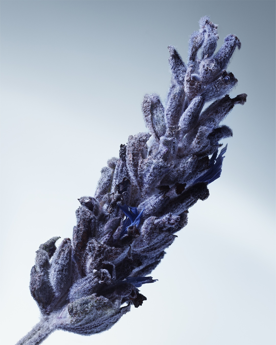 Metal Lavender Парфюмерная вода