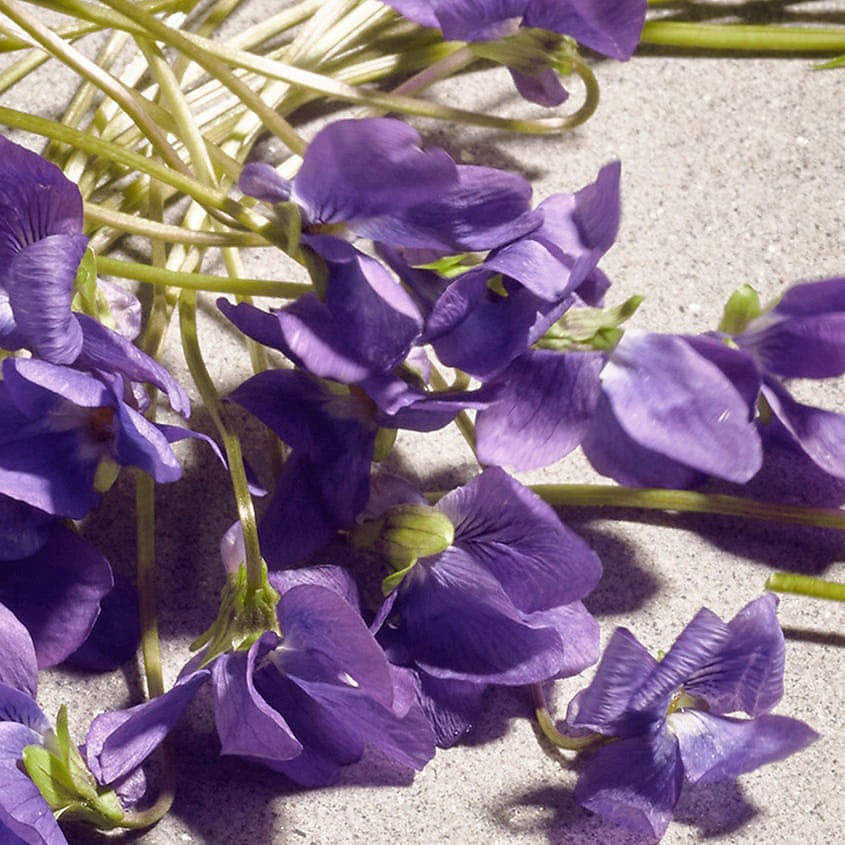 Dolce Violet Туалетная вода